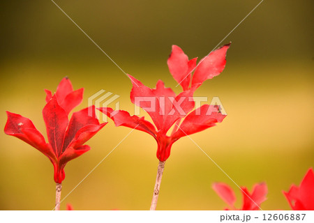 つつじの紅葉 12606887