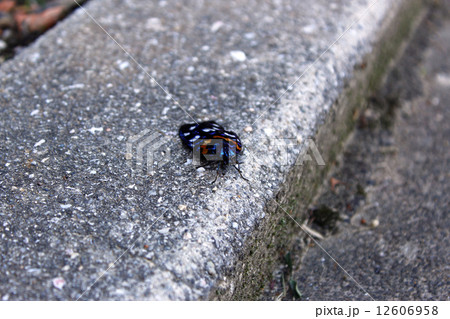 サツマニシキ 12606958