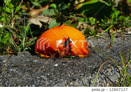 落ちた渋柿(シブガキ) 落ちた渋柿(シブガキ) 12607127