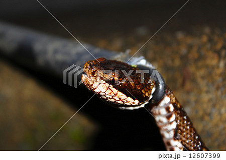 毒蛇まむし 毒蛇まむし 12607399