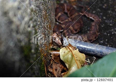 毒蛇まむし 12607401