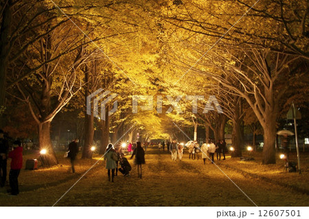 北海道大学　銀杏並木 12607501