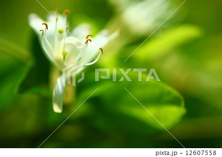 スイカズラの花 12607558
