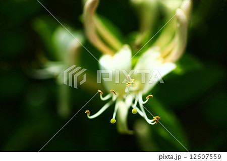 スイカズラの花 12607559