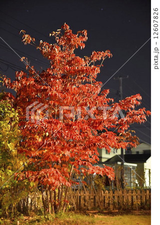 夜紅葉 12607826