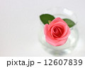 ピンクのバラ 12607839