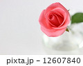 ピンクのバラ 12607840
