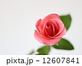 ピンクのバラ 12607841