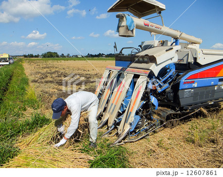 稲刈り(手で刈った稲をコンバインで脱穀しているところ)3 稲刈り(手で刈った稲をコンバインで脱穀しているところ)3 12607861