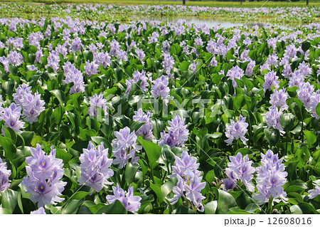 ホテイソウの花 12608016