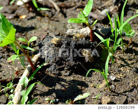 ミツバチ 12608199