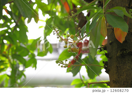 ホウガンノキの花の蕾 12608270