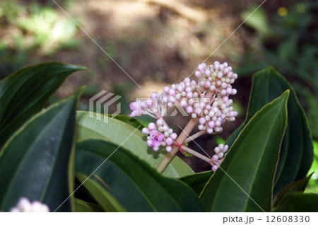 メディニラ・スペキオサ 12608330