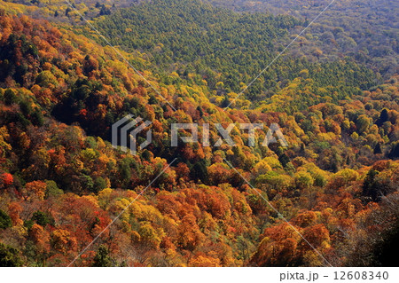 戸隠山山麓の紅葉 12608340