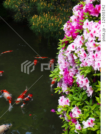 躑躅の花と錦鯉 12608342
