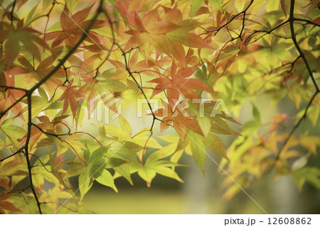 紅葉 12608862