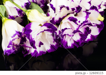 white-purple lily white-purple lily 12609115
