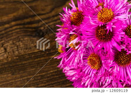 pink chrysanthemum 12609119