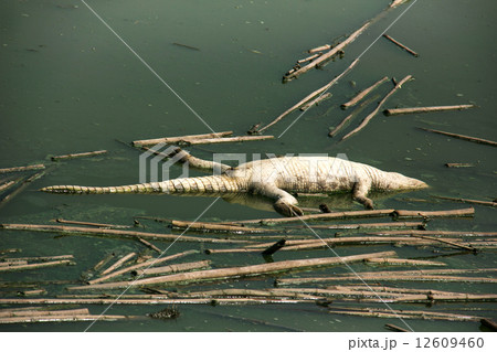 Dead crocodile corpse in the water pollution Dead crocodile corpse in the water pollution 12609460