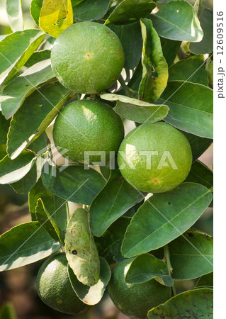 Fruits of limes hanging on tree branch inter leaves 12609516