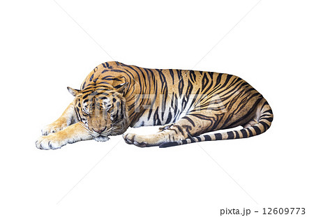 Sleeping tiger on white Sleeping tiger on white 12609773
