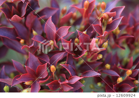自然 植物 ドウダンツツジ 身近な垣根でもきれいな紅葉を楽しめます 自然 植物 ドウダンツツジ 身近な垣根でもきれいな紅葉を楽しめます 12609924