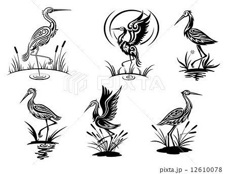 Stork Heron Crane And Egret Birdsのイラスト素材