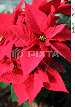 赤いポインセチア 12610403
