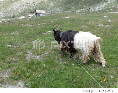 スイス　黒首ヤギ 12610431