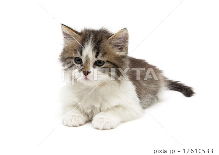 kitten isolated on white background 12610533