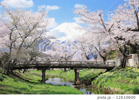 忍野の桜 忍野の桜 12610600