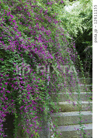 海蔵寺のハギ 12611155