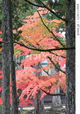 錦秋の高野山 錦秋の高野山 12611469