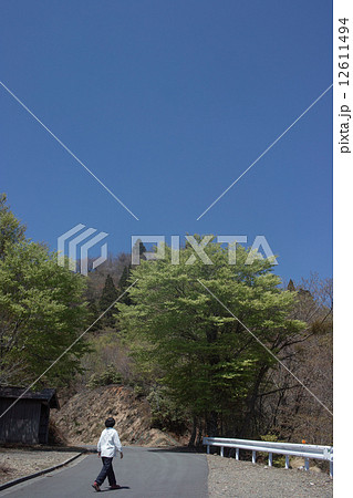 芽吹いたブナ 12611494