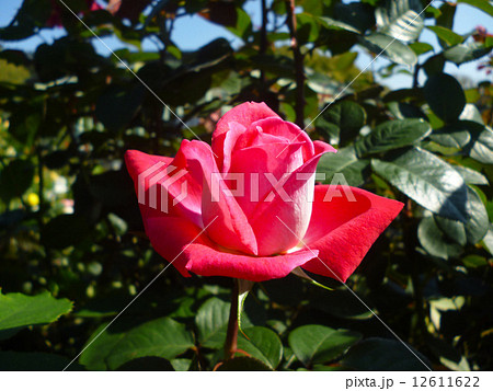 バラ 12611622