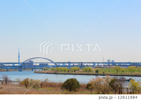 桜咲く荒川の川原と江北ジャンクションに東京スカイツリー 12611984