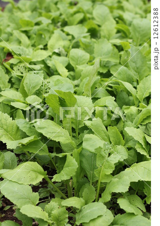 アブラナの苗 アブラナの苗 12612388