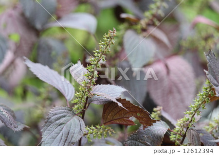 チリメンジソ 12612394