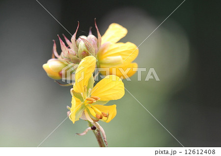 ハブンソウ 12612408