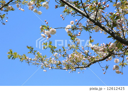 咲き始めの五色桜と青空 12612425
