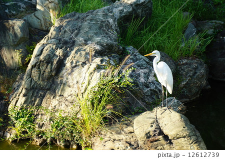 白鷺 12612739