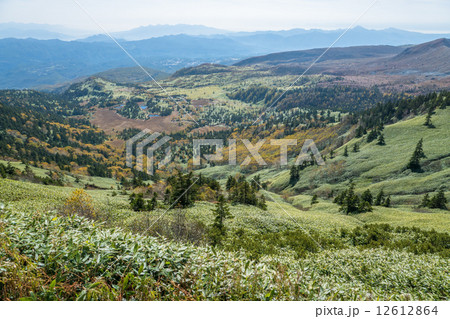 芳ヶ平湿原 12612864