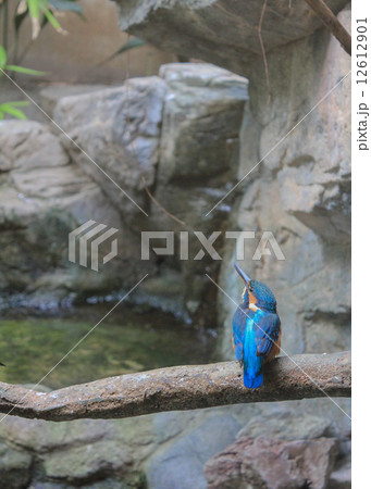 くつろぐカワセミ 12612901