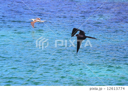 進化論の島ガラパゴスの美しい海の上を低空飛行するグンカン鳥とアオ足カツオドリ 進化論の島ガラパゴスの美しい海の上を低空飛行するグンカン鳥とアオ足カツオドリ 12613774