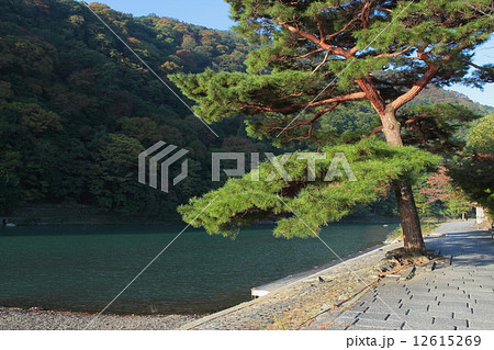 京都　嵐山　松のある風景 12615269