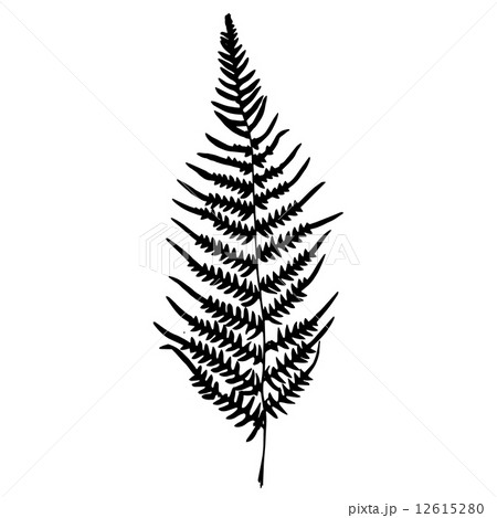 Fern silhouette. Isolated on white background 12615280