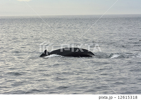 ホエールウォッチング 12615318
