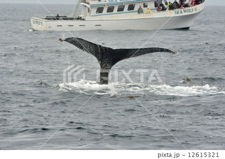 ホエールウォッチング 12615321