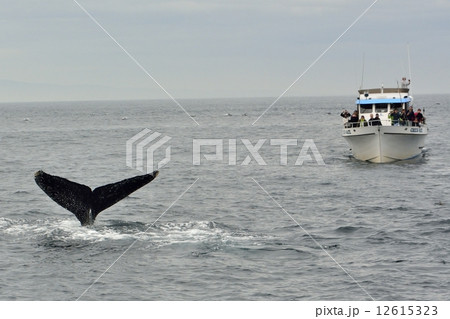 ホエールウォッチング 12615323