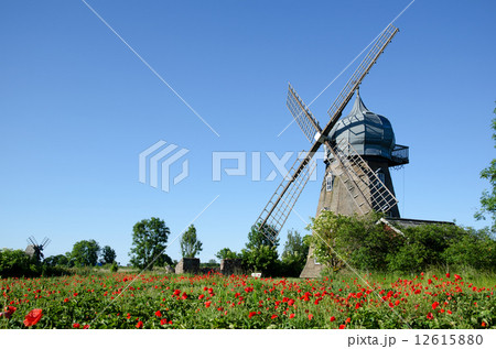 Windmill and poppy field 12615880
